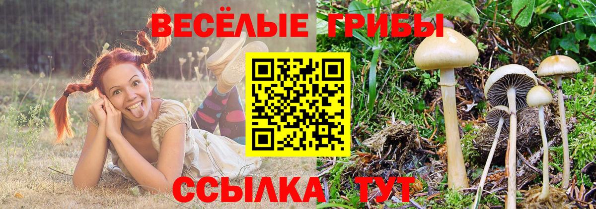 Псилоцибиновые грибы Psilocybe  Галлюциногенные грибы прущие грибы  наркошоп  Ногинск  Вход с VPN 